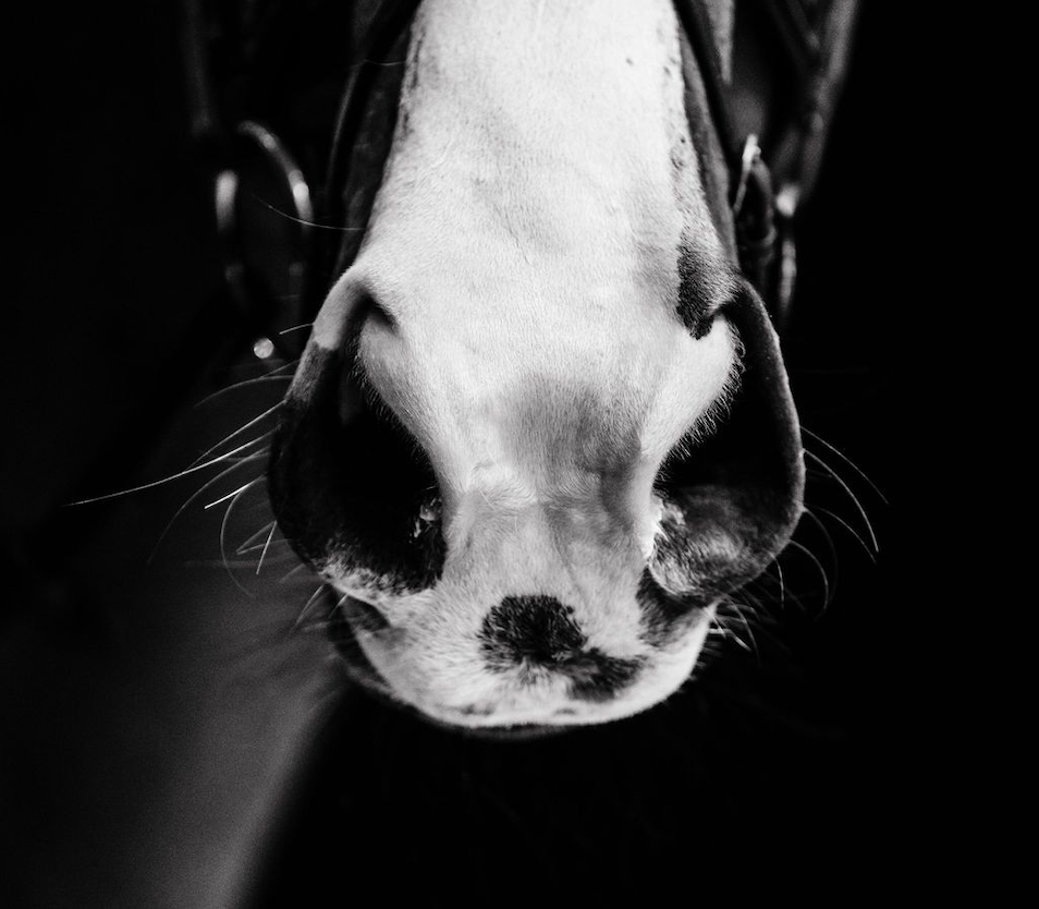  Dada sport preloved - seconde main